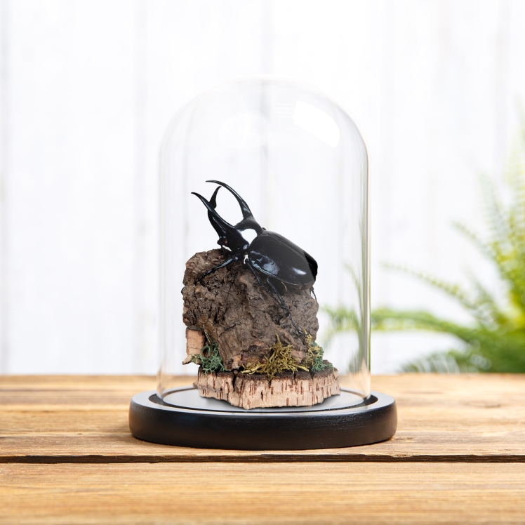 Atlas Beetle Still Life In Glass Dome (Chalcosoma atlas)