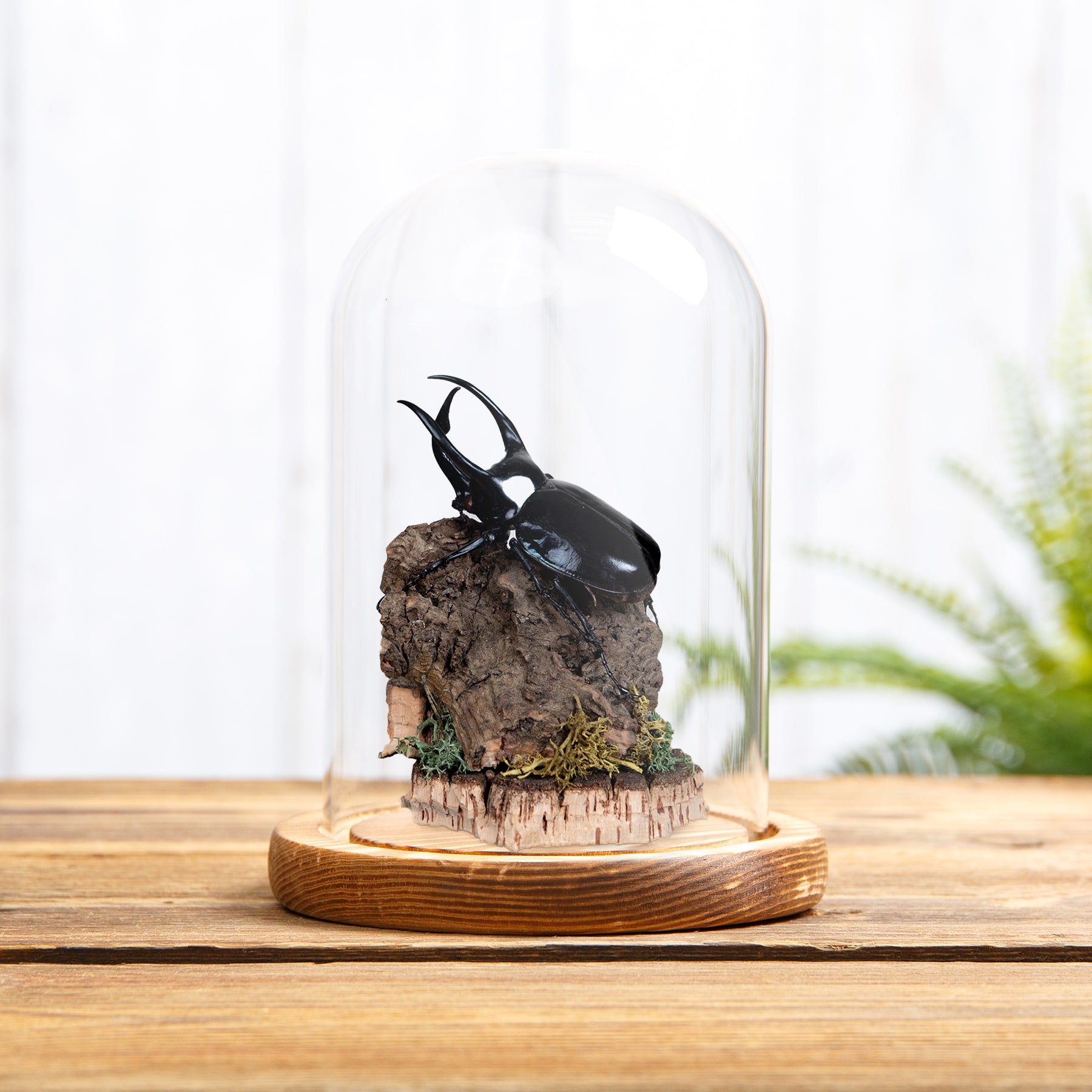 Atlas Beetle Still Life In Glass Dome (Chalcosoma atlas)