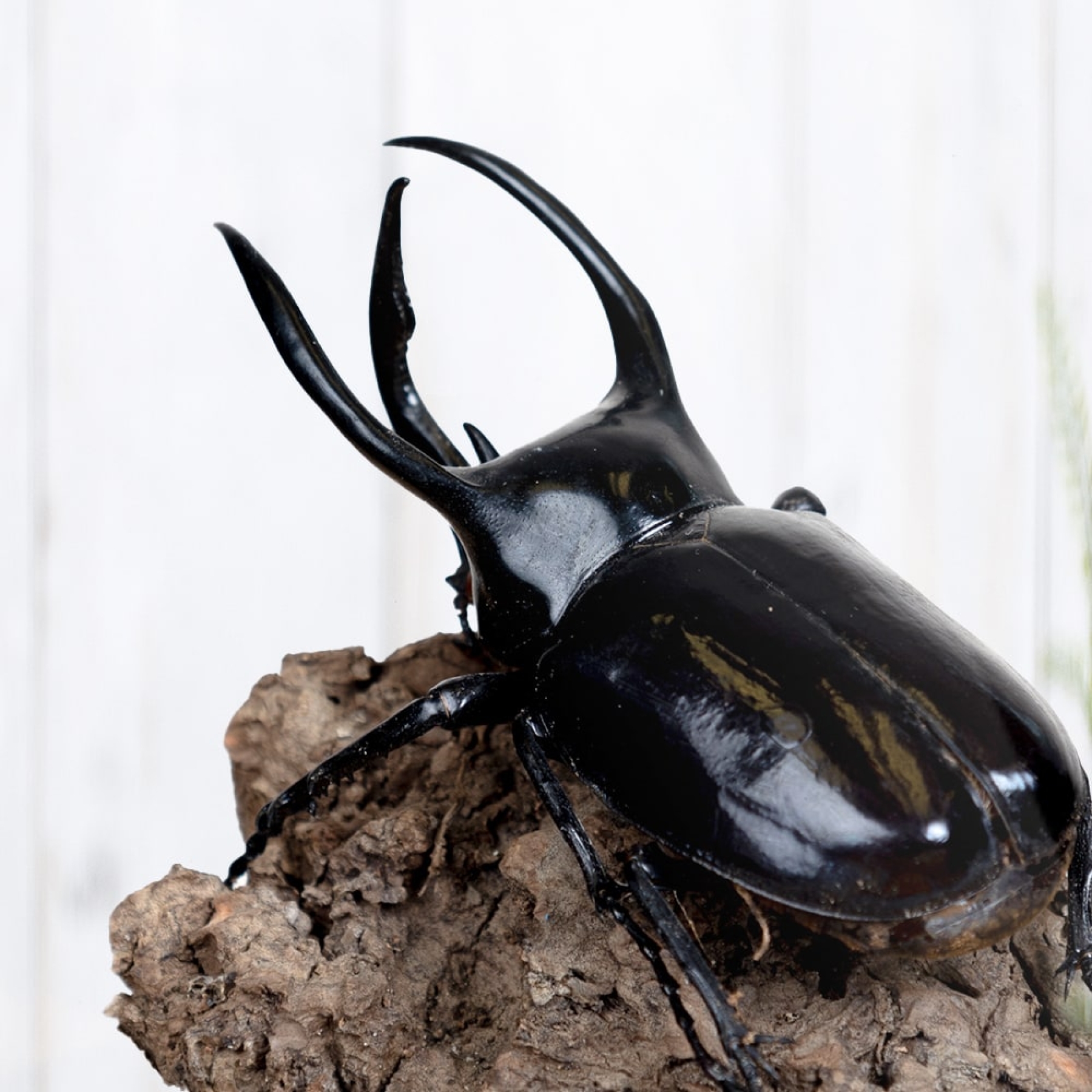 Atlas Beetle Still Life In Glass Dome (Chalcosoma atlas)