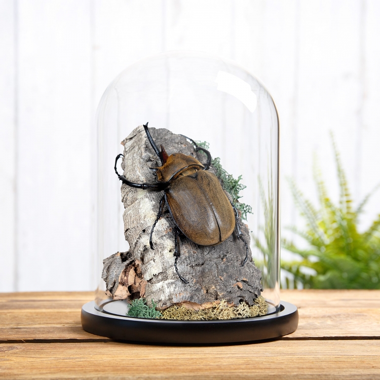 Elephant Beetle Still Life In Glass Dome (Megasoma elephas)