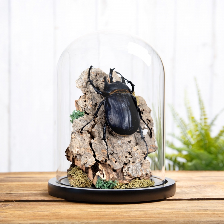 Black Rhinoceros Beetle Still Life In Glass Dome (Megasoma actaeon)