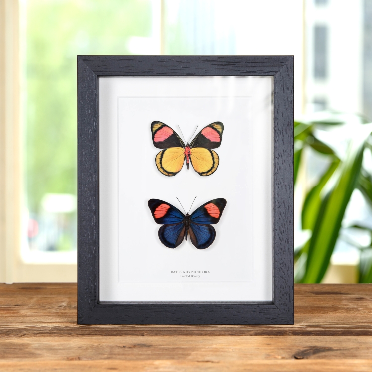 Painted Beauty Butterfly Pair In Box Frame (Batesia hypochlora)