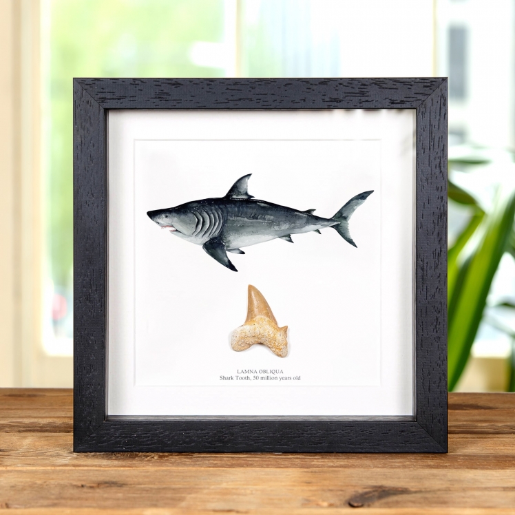 Shark Tooth Fossil & Illustration (Lamna obliqua) In Box Frame