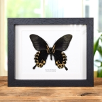 Minibeast Swallowtail Yellow-form Butterfly Ventral Side In Box Frame (Papilio deiphobus)