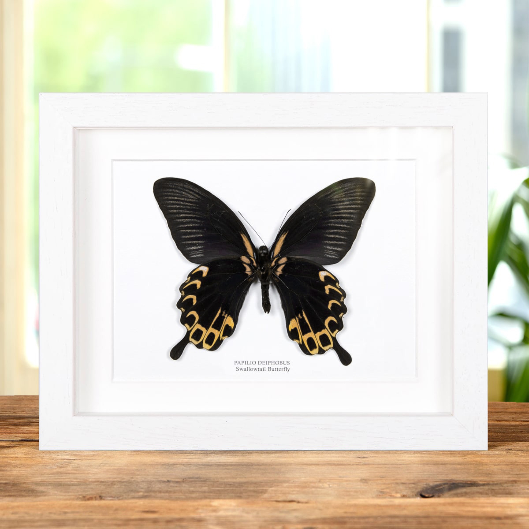Swallowtail Yellow-form Butterfly Ventral Side In Box Frame (Papilio deiphobus)