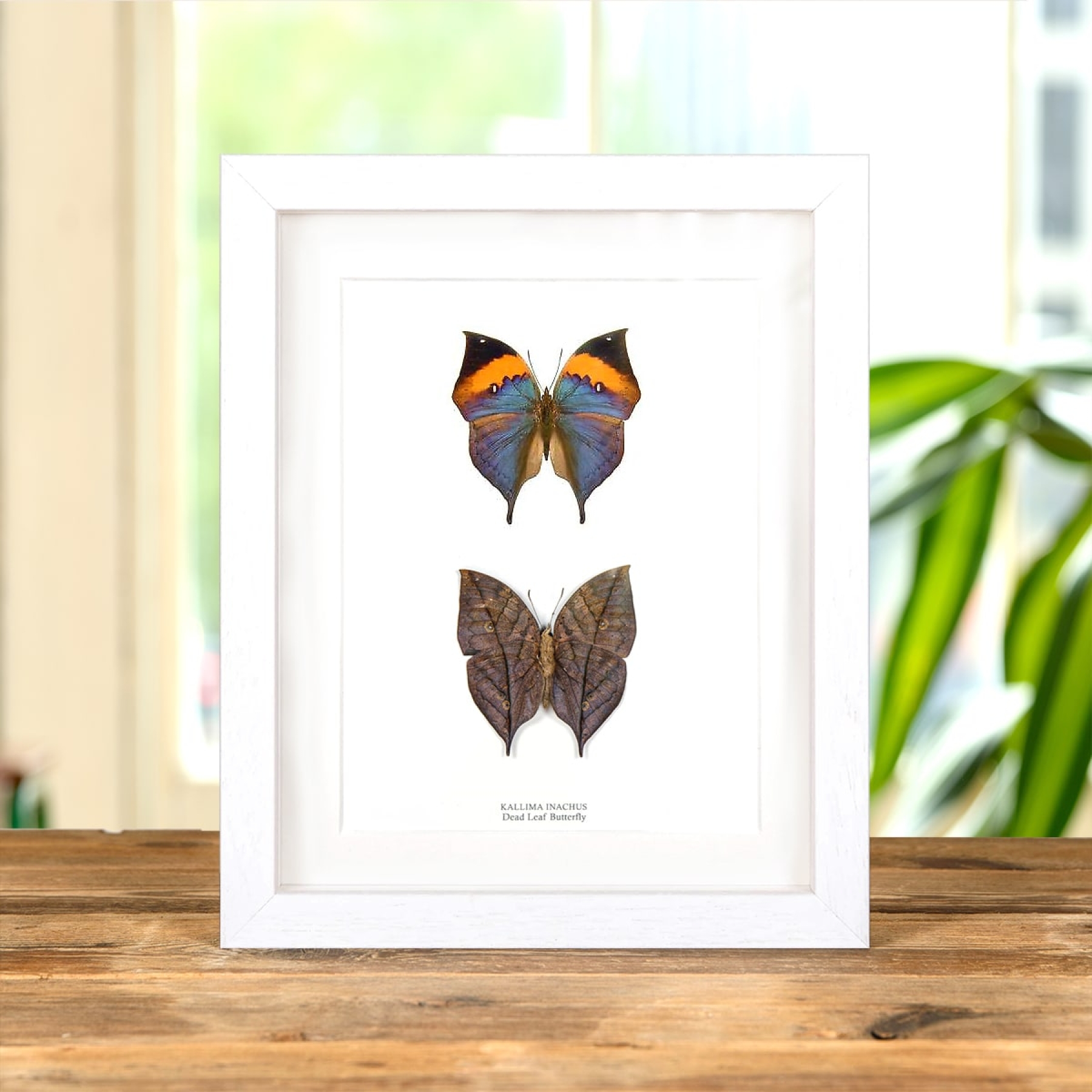 Dead Leaf Butterfly Pair In Box Frame (Kallima inachus)