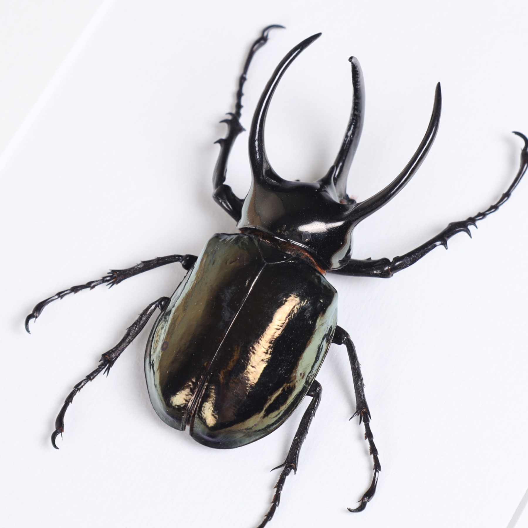 Atlas Beetle In Box Frame (Chalcosoma atlas)