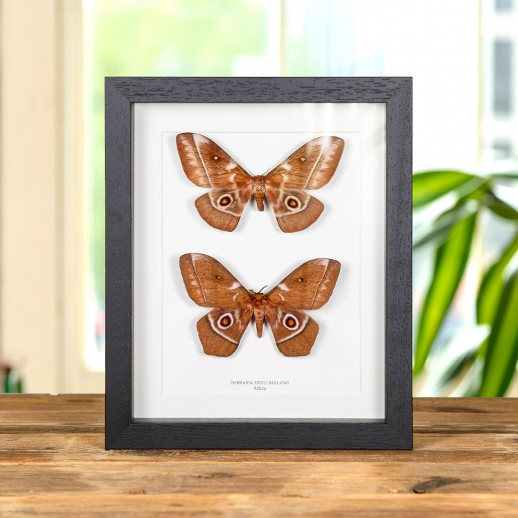 Imbrasia ertli In Box Frame from Malawi