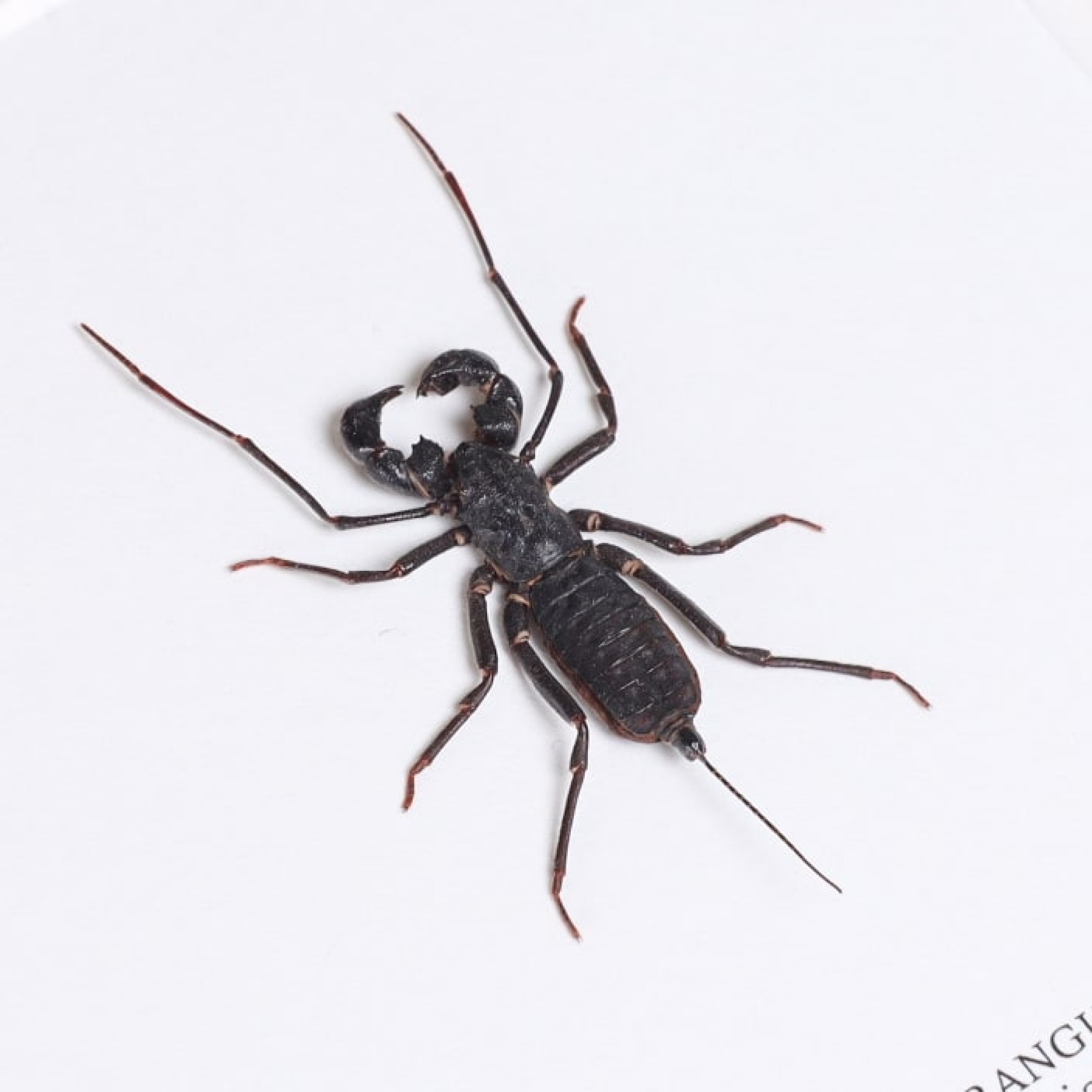 Whip Scorpion In Box Frame (Hypocnoctus rangunensis)