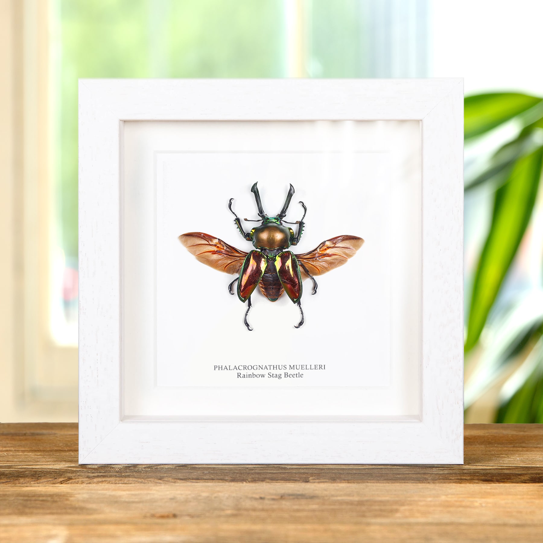 Rainbow Stag Beetle With Wings Spread In Box Frame (Phalacrognathus muelleri)