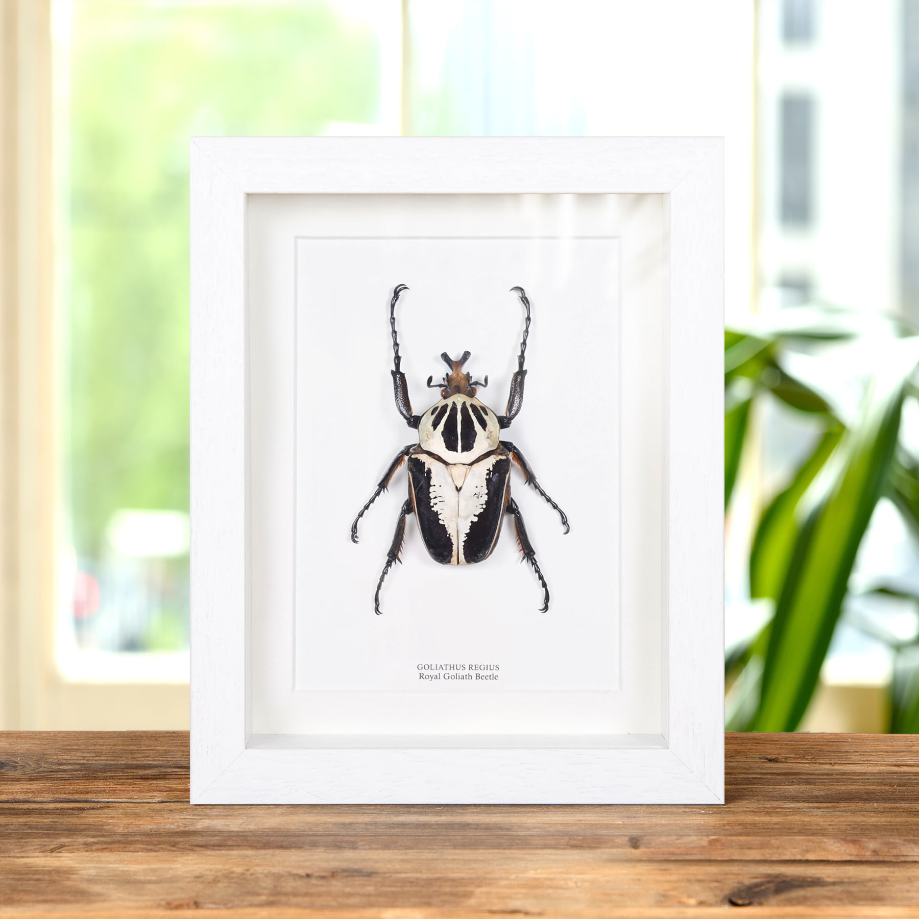 Royal Goliath Beetle In Box Frame (Goliathus regius)