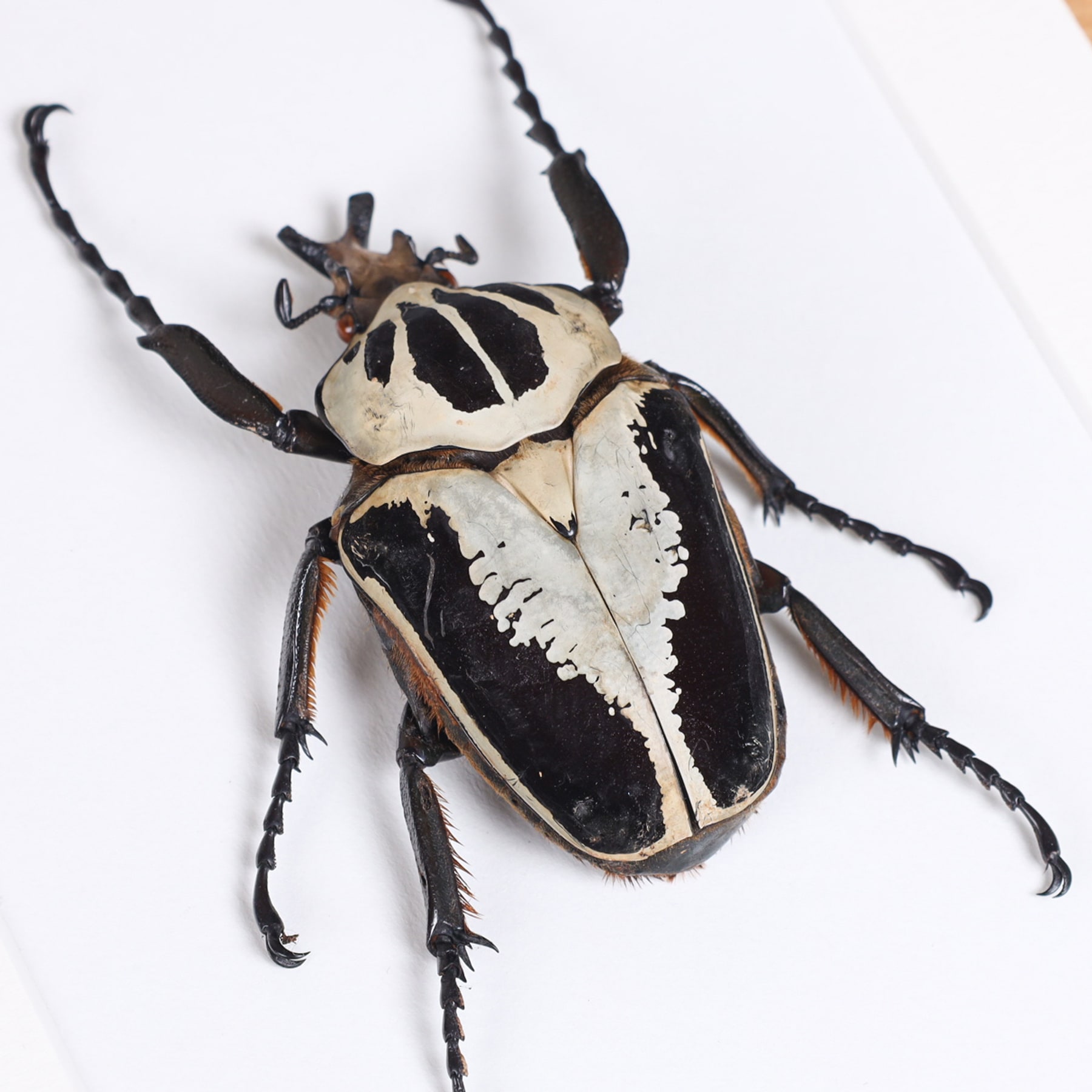 Royal Goliath Beetle In Box Frame (Goliathus regius)