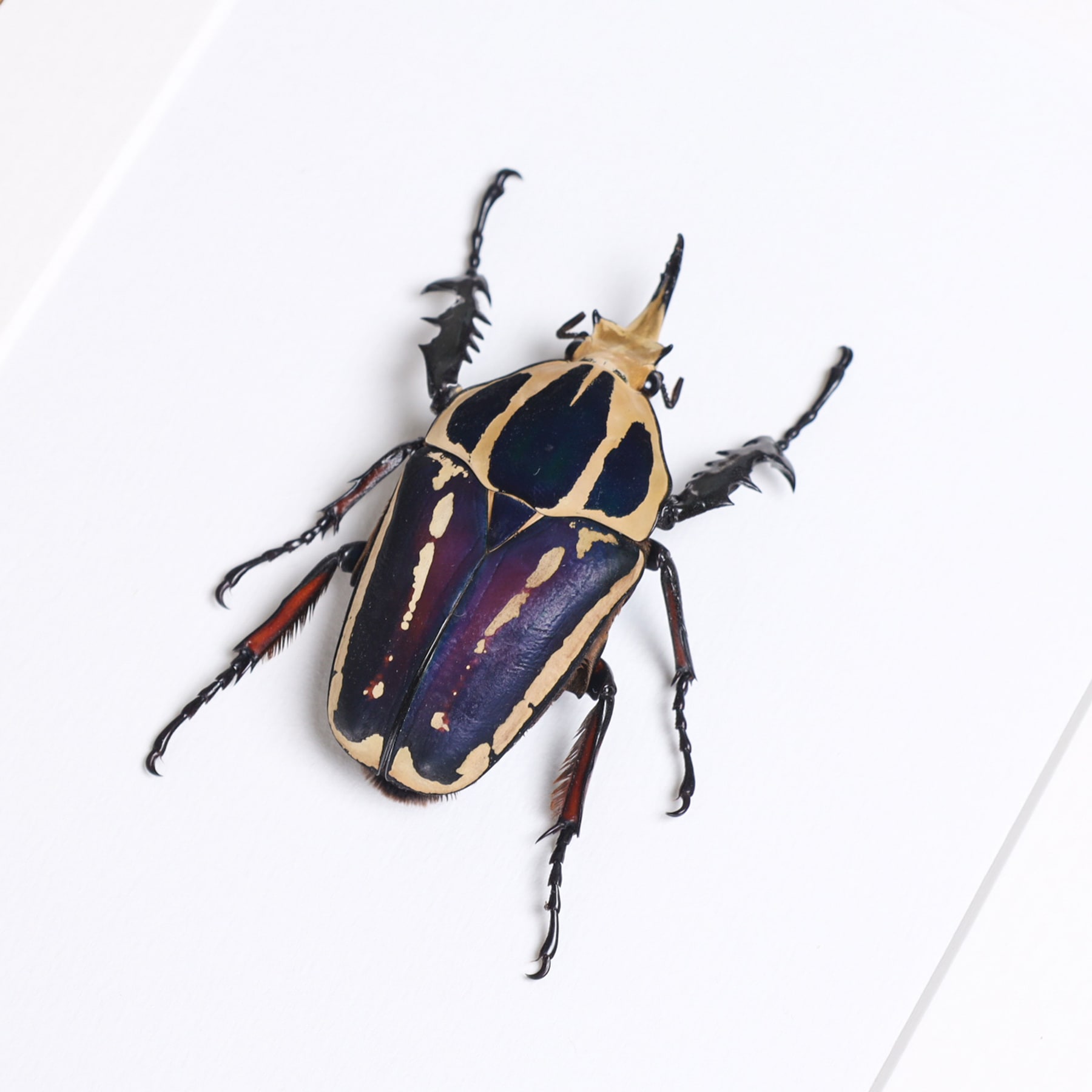 Giant Blue Flower Beetle In Box Frame (Mecynorhina torquata ugandensis)