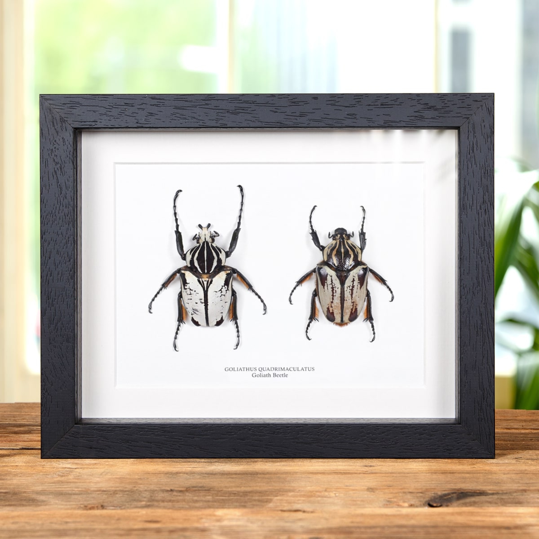 Minibeast Goliath Beetle Male & Female Pair In Box Frame (Goliathus goliatus quadrimaculatus)
