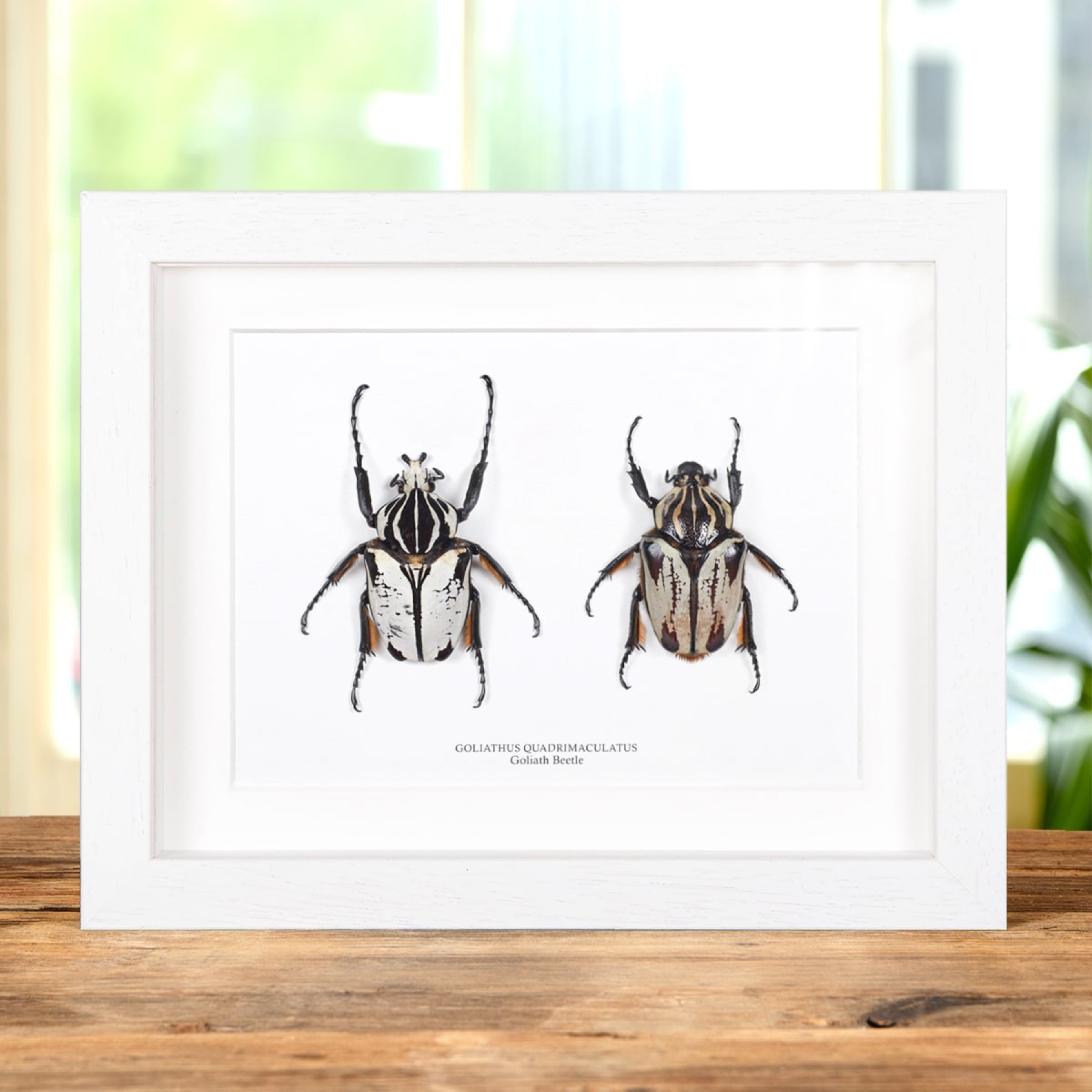 Minibeast Goliath Beetle Male & Female Pair In Box Frame (Goliathus goliatus quadrimaculatus)
