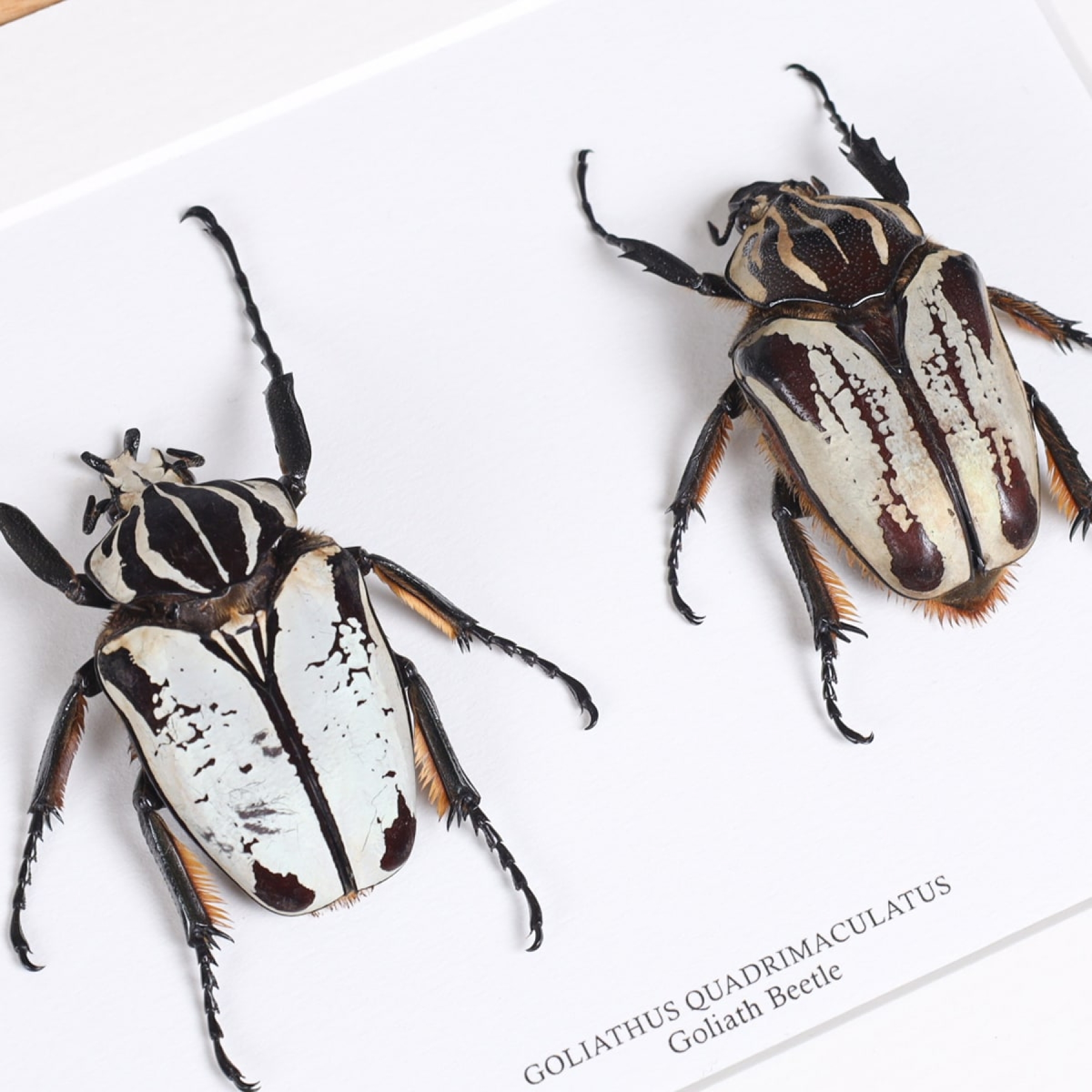 Minibeast Goliath Beetle Male & Female Pair In Box Frame (Goliathus goliatus quadrimaculatus)