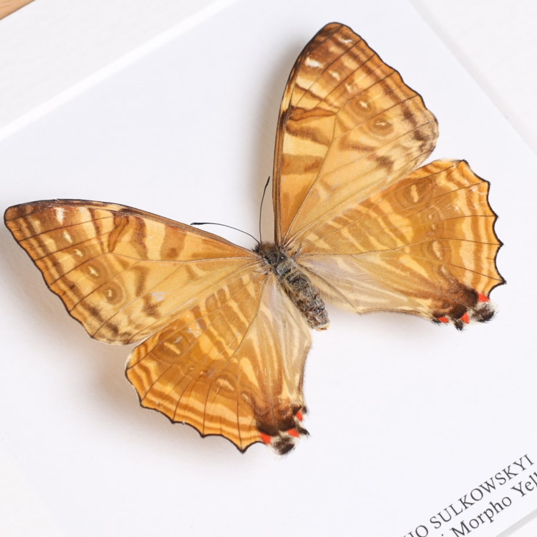 Female Sulkowsky's Morpho Yellow Form Butterfly In Box Frame (Morpho sulkowskyi)