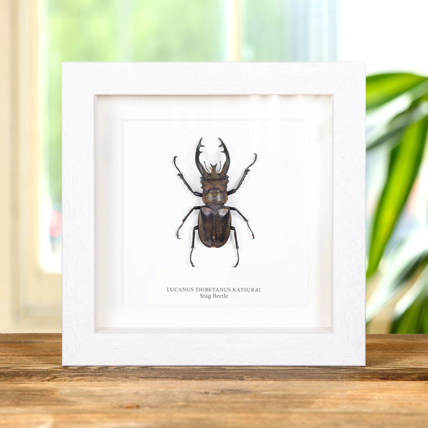 Minibeast Stag Beetle In Box Frame (Lucanus Thibetanus katsurai)