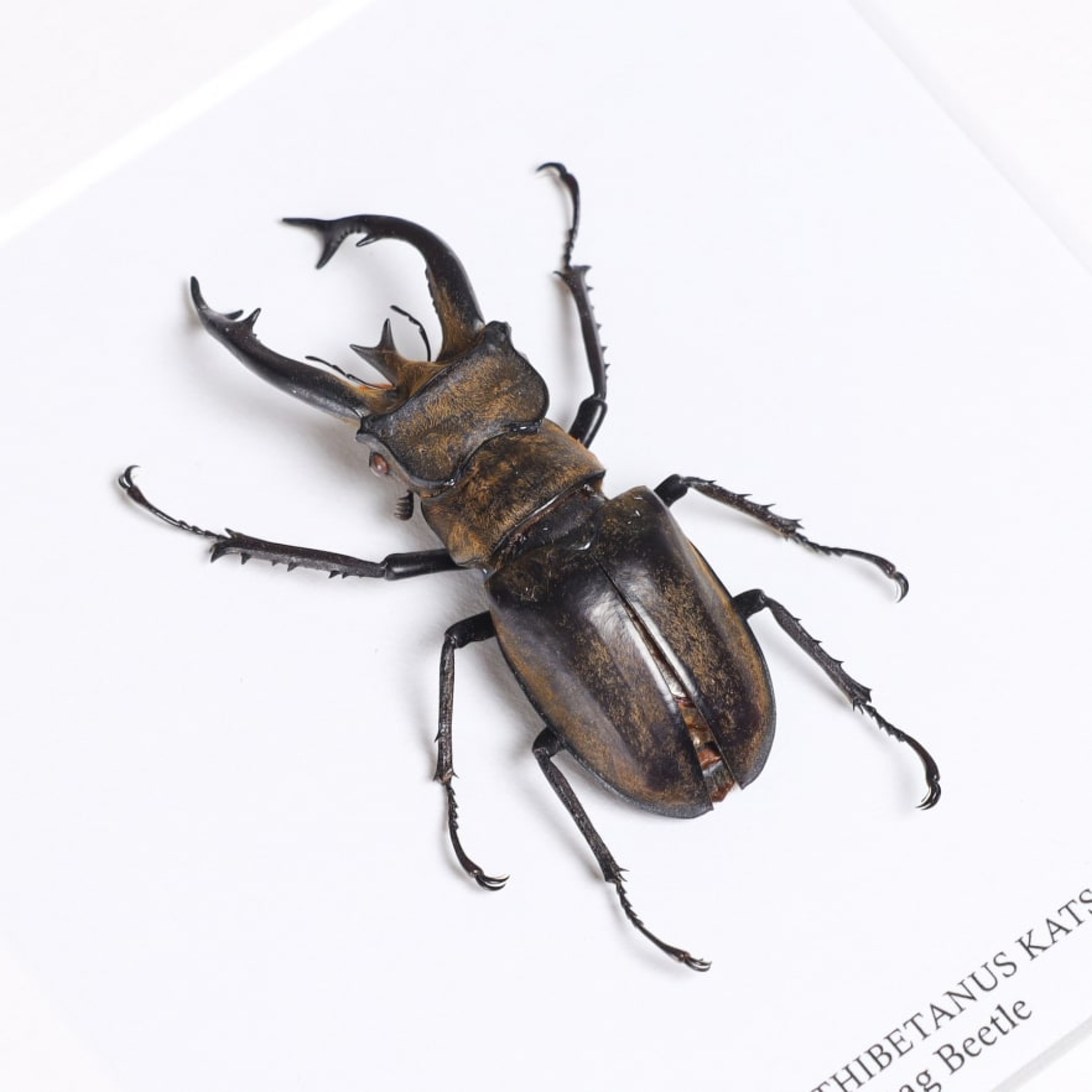 Minibeast Stag Beetle In Box Frame (Lucanus Thibetanus katsurai)