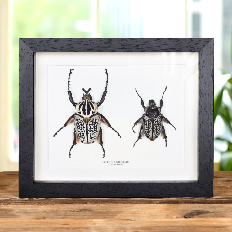 Giant Goliath Beetle Male & Female Pair In Box Frame (Goliathus orientalis)