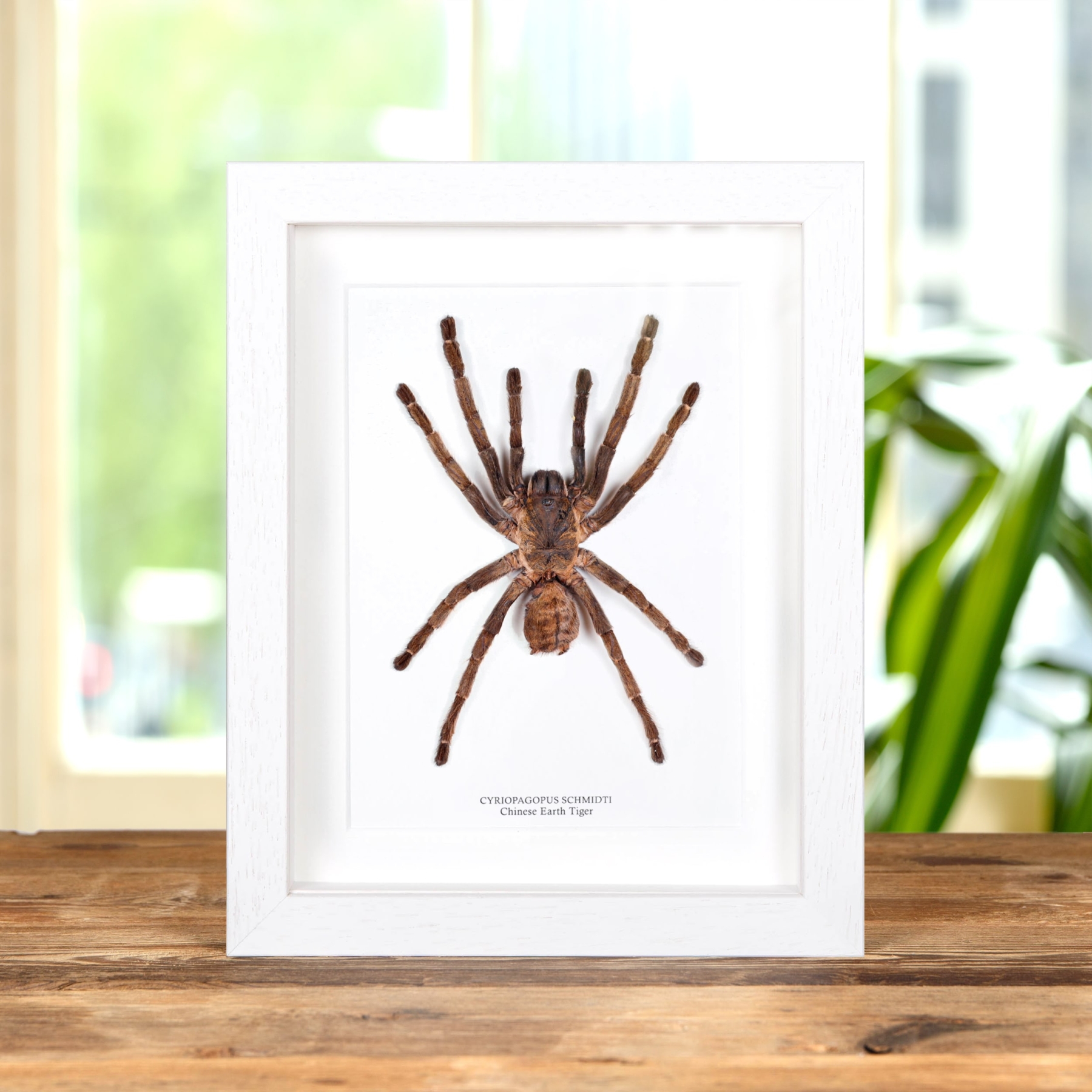 Minibeast Chinese Earth Tiger Tarantula In Box Frame (Cyriopagopus schmidti)