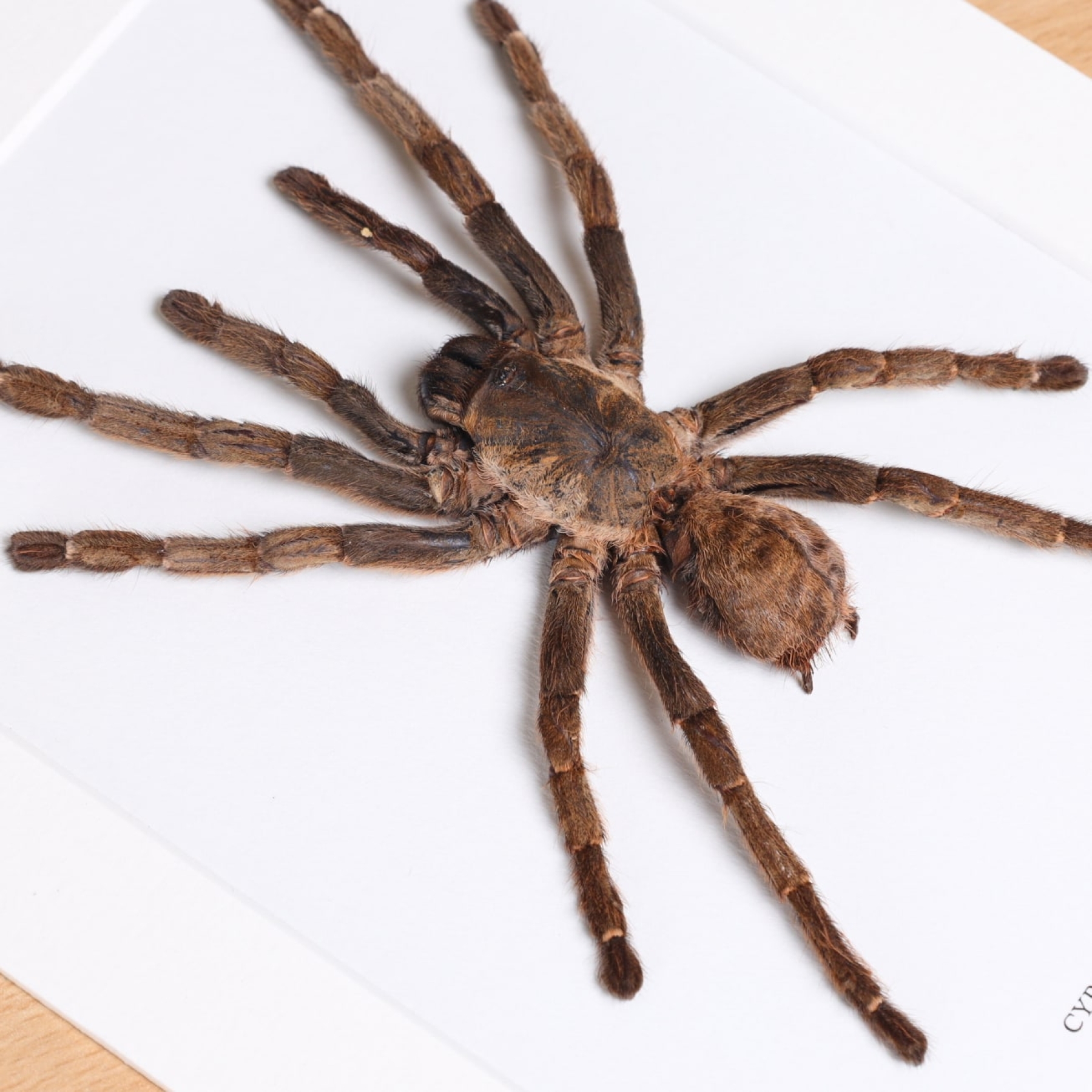 Minibeast Chinese Earth Tiger Tarantula In Box Frame (Cyriopagopus schmidti)
