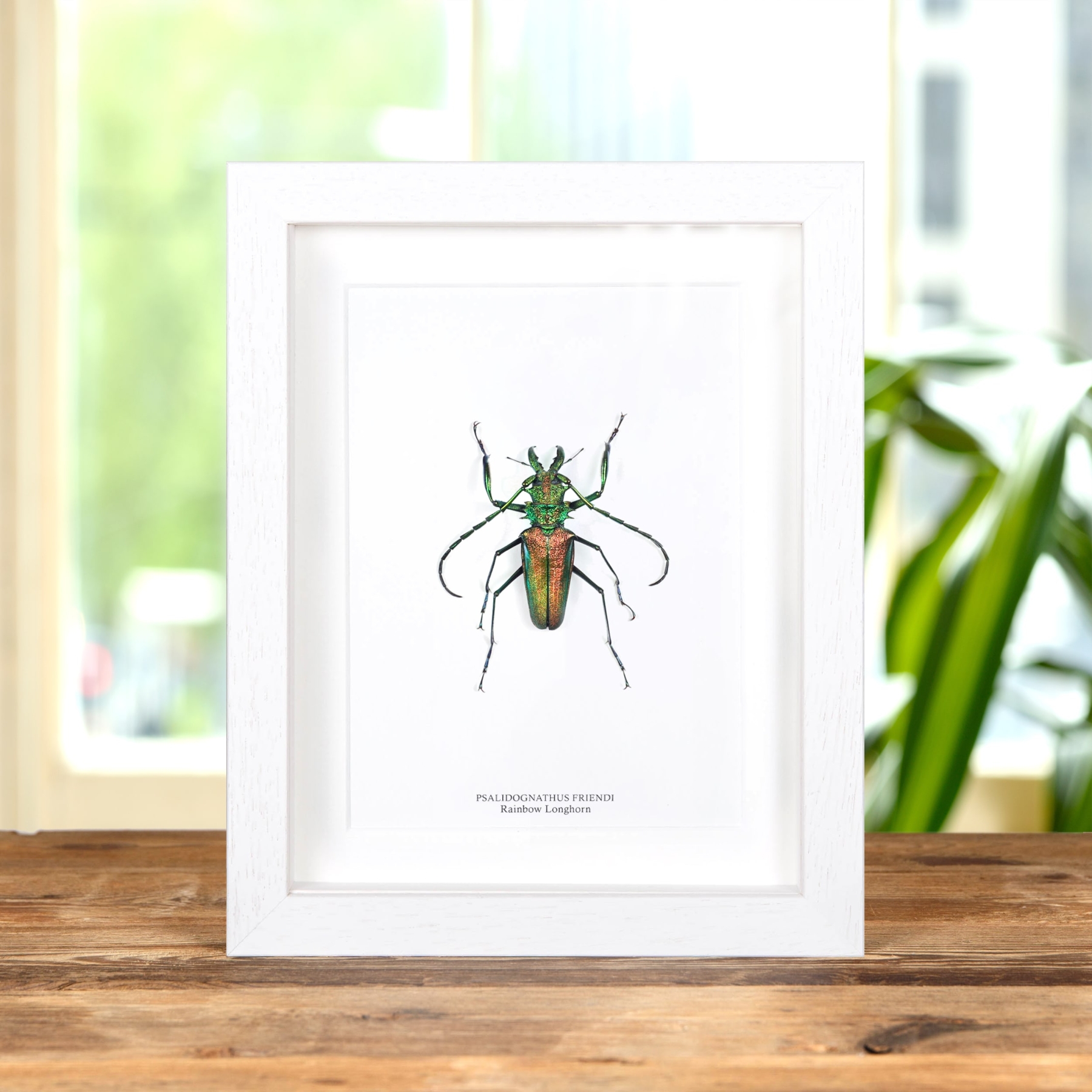 Minibeast Rainbow Longhorn Beetle In Box Frame (Psalidognathus friendi)