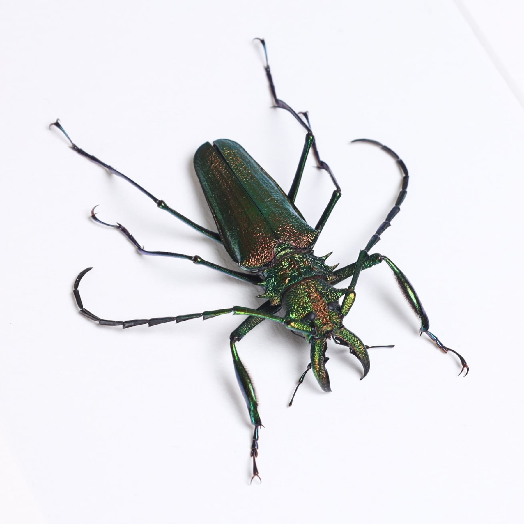 Minibeast Rainbow Longhorn Beetle In Box Frame (Psalidognathus friendi)