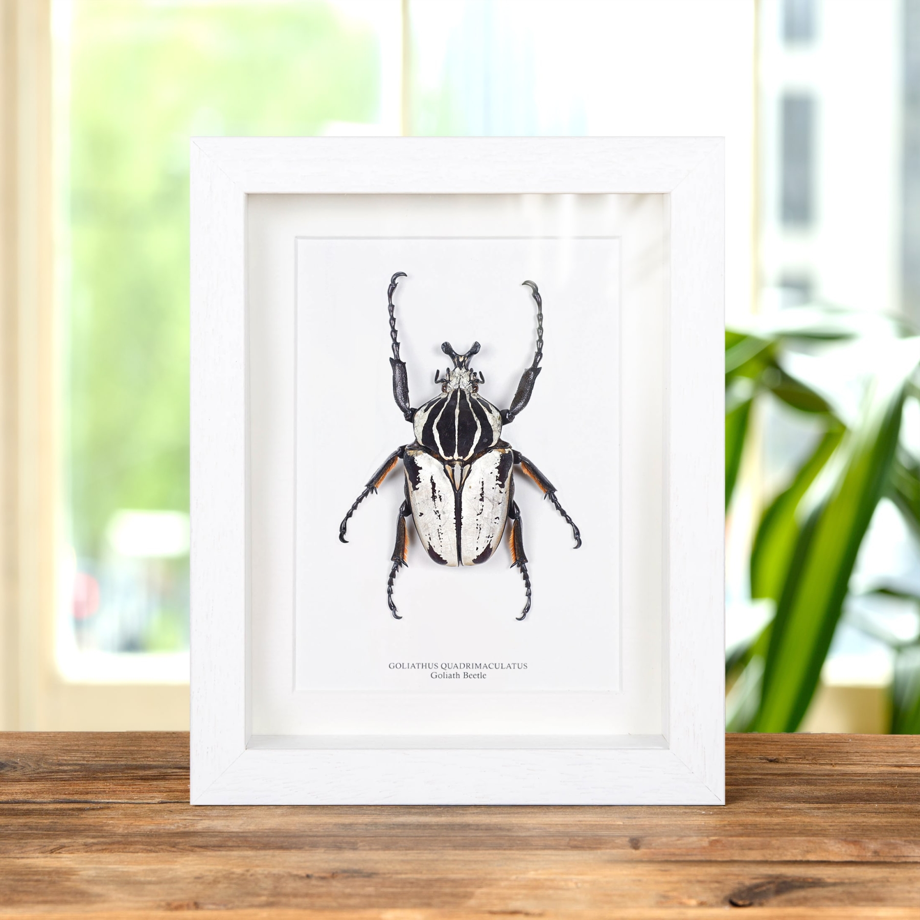 XL Goliath Beetle In Box Frame (Goliathus goliatus quadrimaculatus)