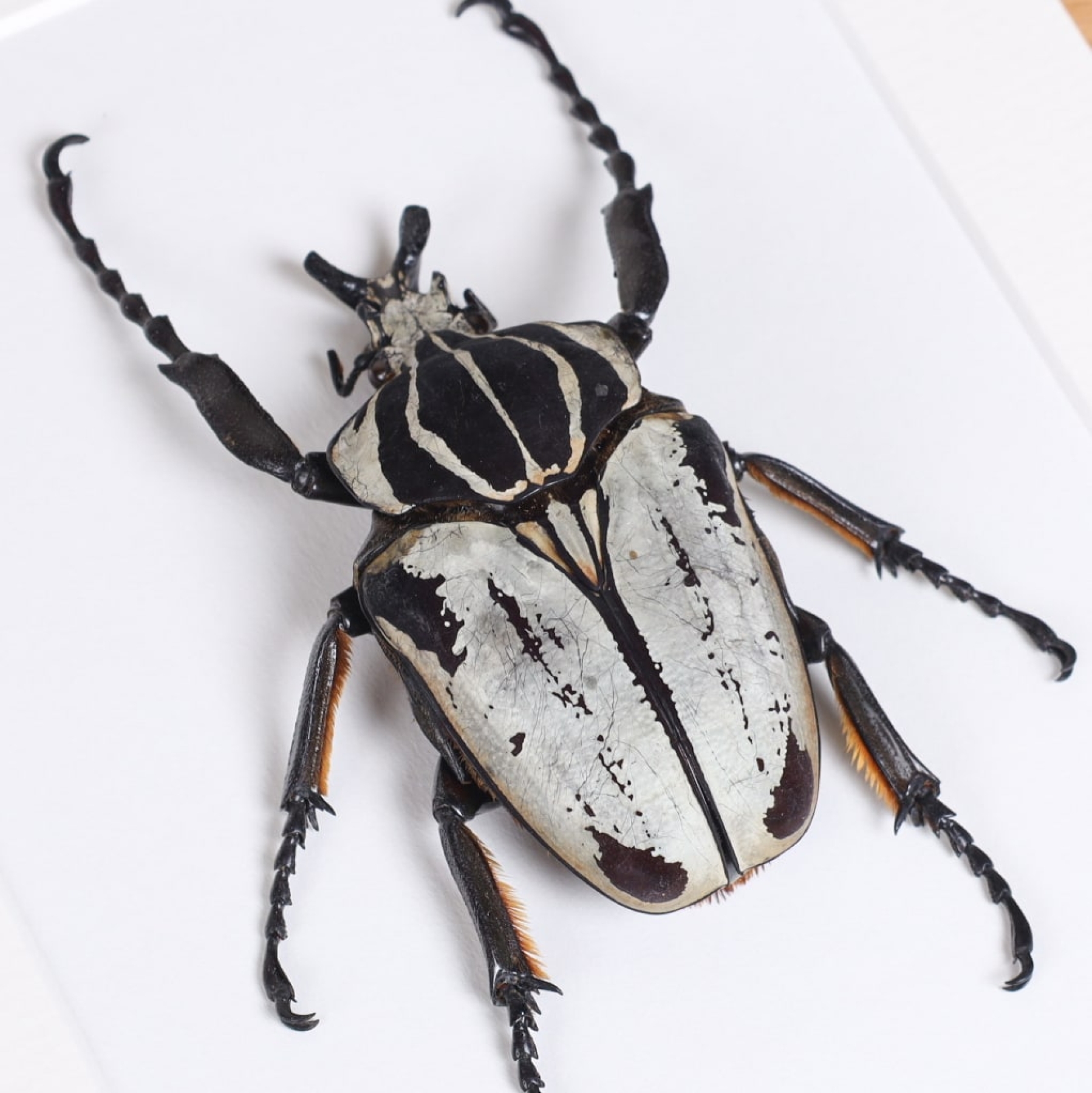 XL Goliath Beetle In Box Frame (Goliathus goliatus quadrimaculatus)