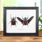 Minibeast Goliath Beetle Male & Female Pair In Box Frame (Goliathus goliatus apicalis)