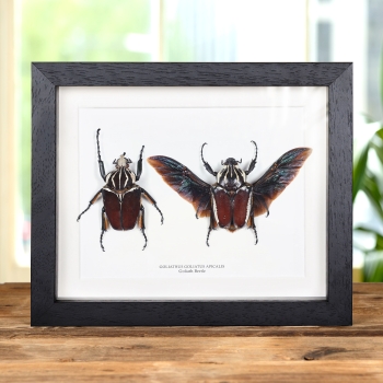 Goliath Beetle Male & Female Pair In Box Frame (Goliathus goliatus apicalis)
