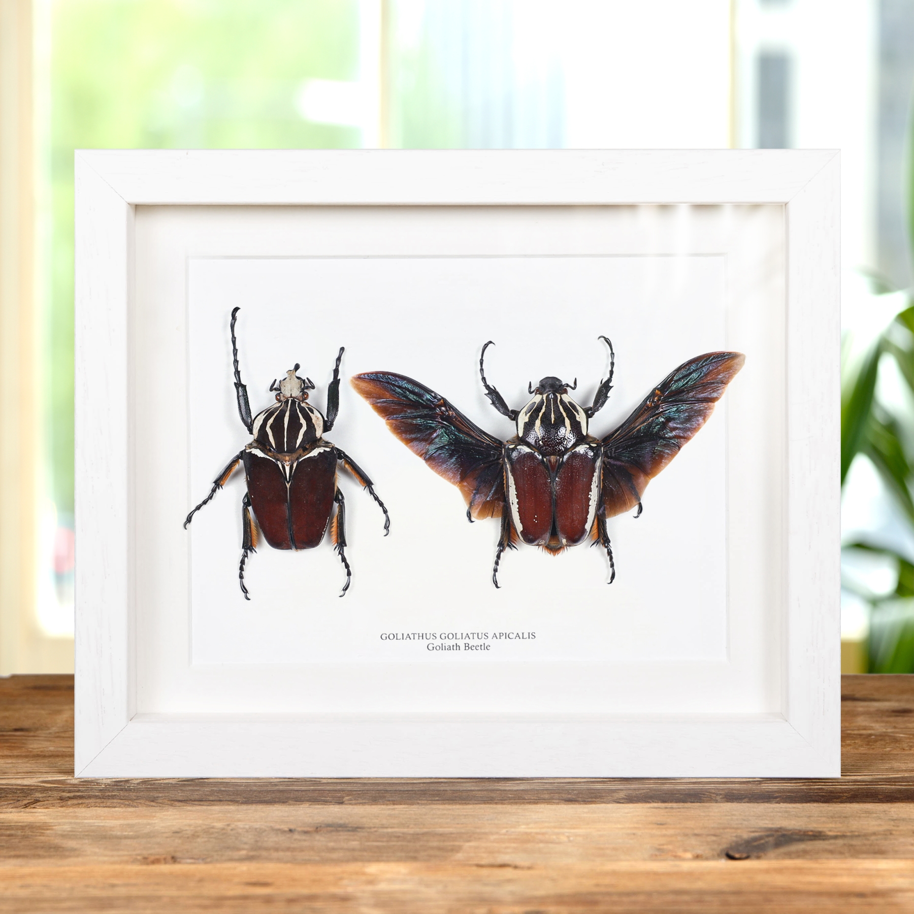 Goliath Beetle Male & Female Pair In Box Frame (Goliathus goliatus apicalis)