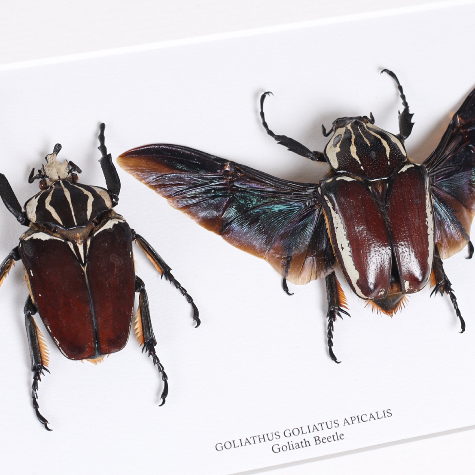 Goliath Beetle Male & Female Pair In Box Frame (Goliathus goliatus apicalis)