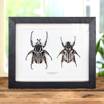 Goliath Beetle Male & Female Pair In Box Frame (Goliathus goliatus albatus)