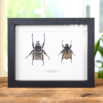 Goliath Beetle Male & Female Pair In Box Frame (Goliathus albosignatus)
