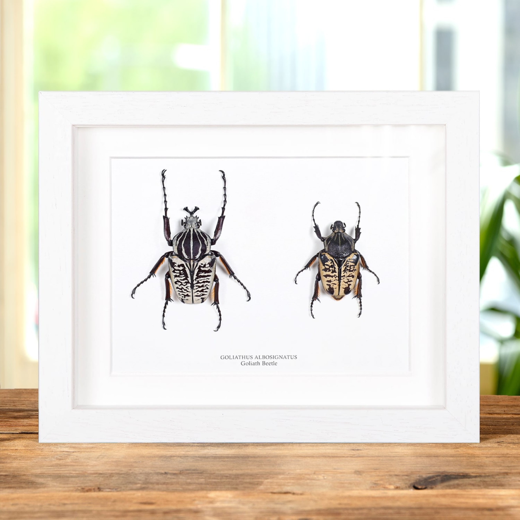 Goliath Beetle Male & Female Pair In Box Frame (Goliathus albosignatus) Goliath Beetle Male & Female Pair In Box Frame (Goliathus albosignatus)