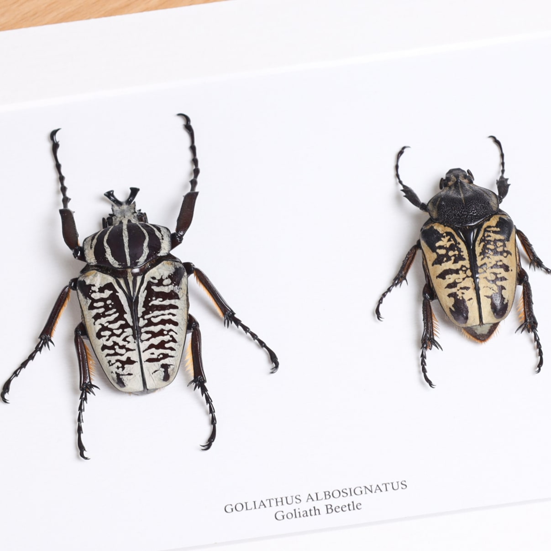 Goliath Beetle Male & Female Pair In Box Frame (Goliathus albosignatus) Goliath Beetle Male & Female Pair In Box Frame (Goliathus albosignatus)