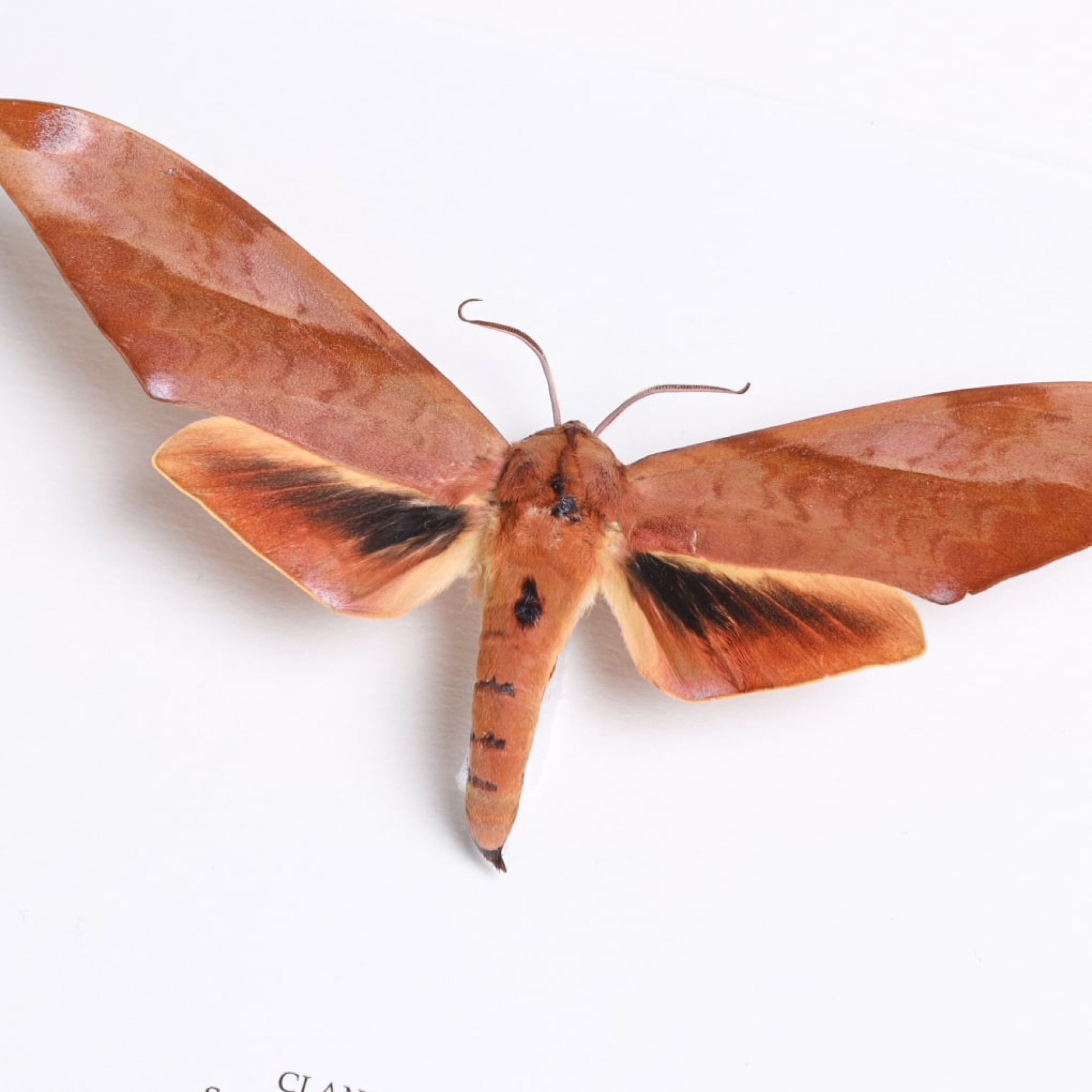 Scarce Velvet Hawkmoth In Box Frame (Clanis titan)