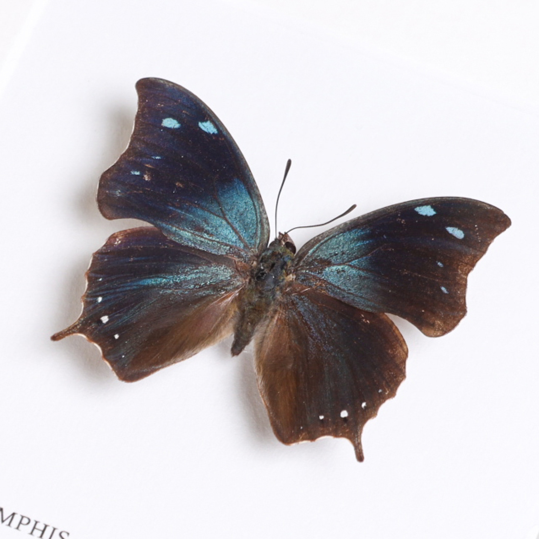 Memphis arginussa onophis In Box Frame From Ecuador