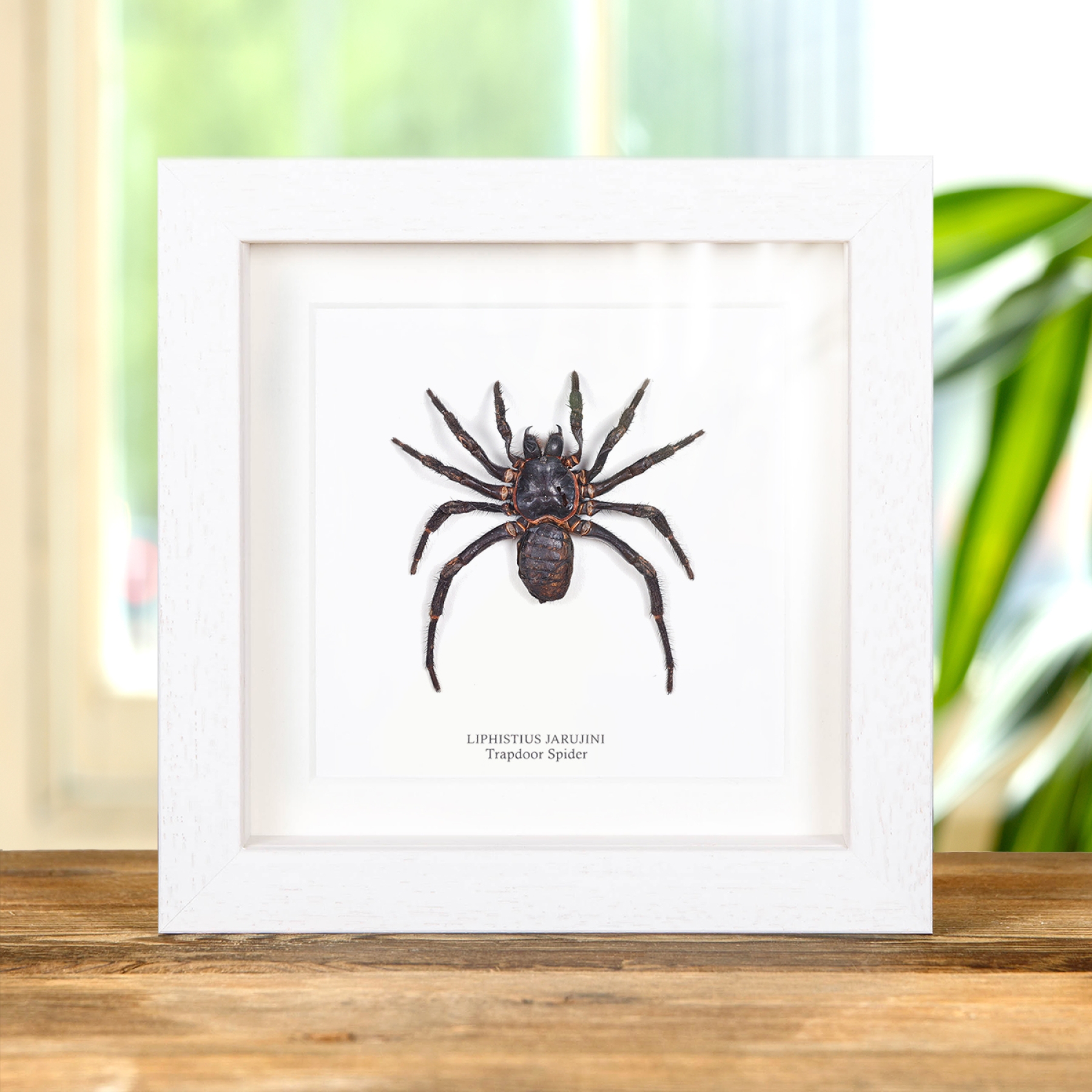 Trapdoor Spider In Box Frame (Liphistius jarujini) Trapdoor Spider In Box Frame (Liphistius jarujini)