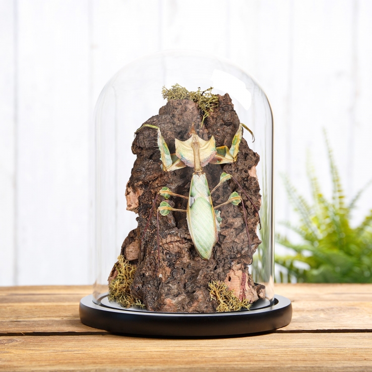 Devil's Flower Mantis In Still Life Dome (Idolomantis diabolica)