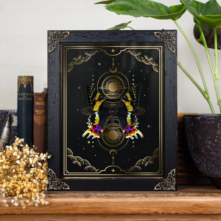 Madagascan Sunset Moth In Baroque Style Frame (Chrysiridia rhipheus)