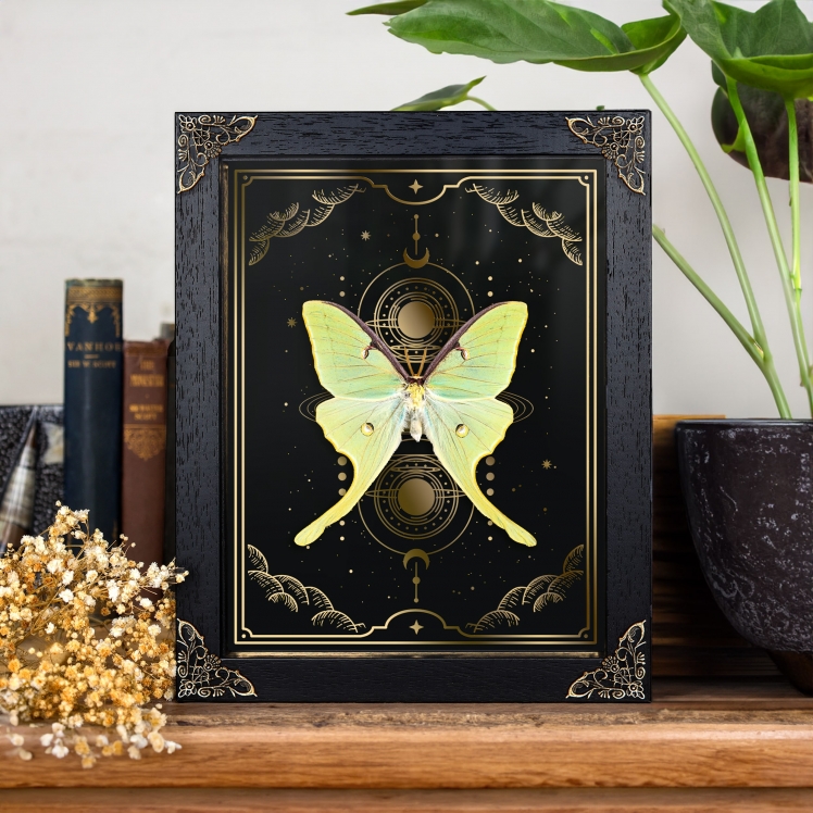 The Luna Moth on Gold Foil Moon Phases Print (Actias luna)