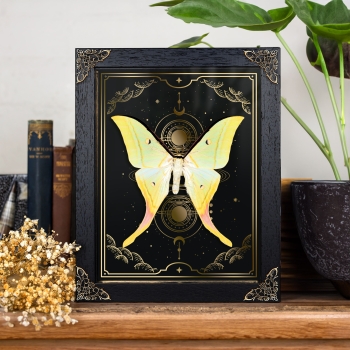 Indian Moon Moth on Gold Foil Moon Phases Background (Actias selene)