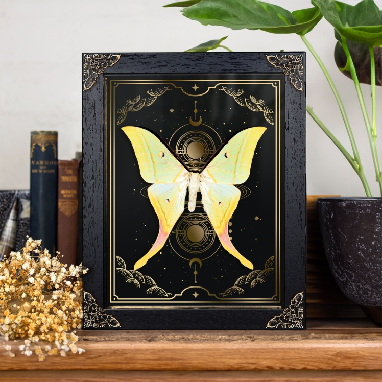 Indian Moon Moth on Gold Foil Moon Phases Background (Actias selene) Indian Moon Moth on Gold Foil Moon Phases Background (Actias selene)