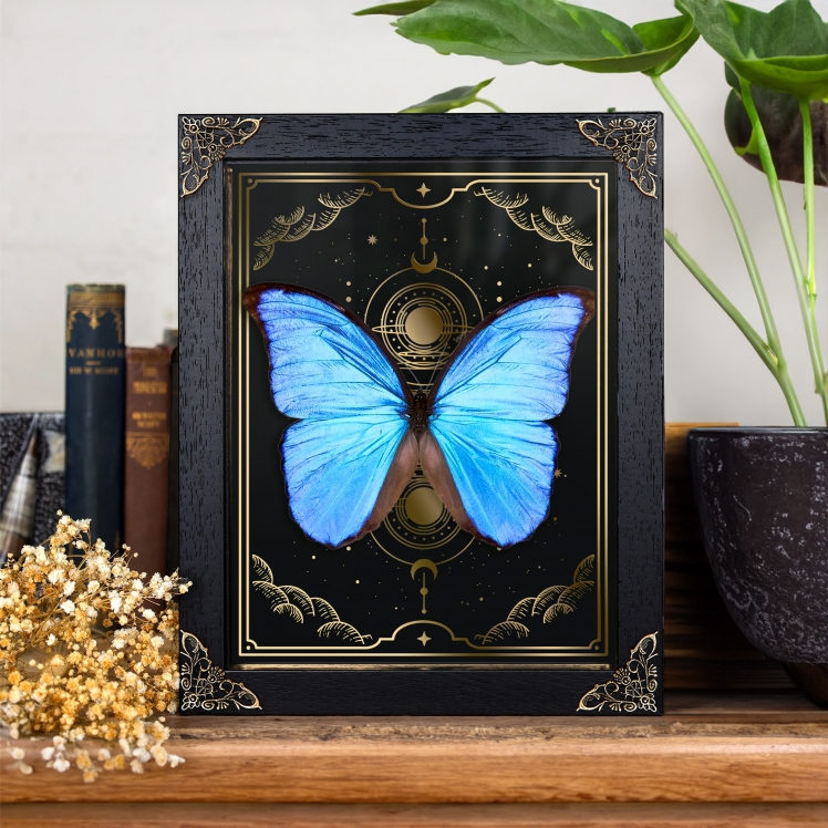 Blue Morpho Butterfly on Gold Foil Moon Phases Background (Morpho didius) Blue Morpho Butterfly on Gold Foil Moon Phases Background (Morpho didius)