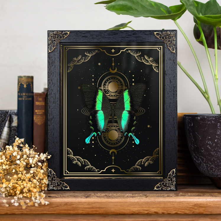 The Peacock Butterfly on Gold Foil Moon Phases Background The Peacock Butterfly on Gold Foil Moon Phases Background