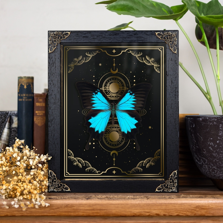 Mountain Blue Swallowtail on Gold Foil Moon Phases Background (Papilio ulysses)