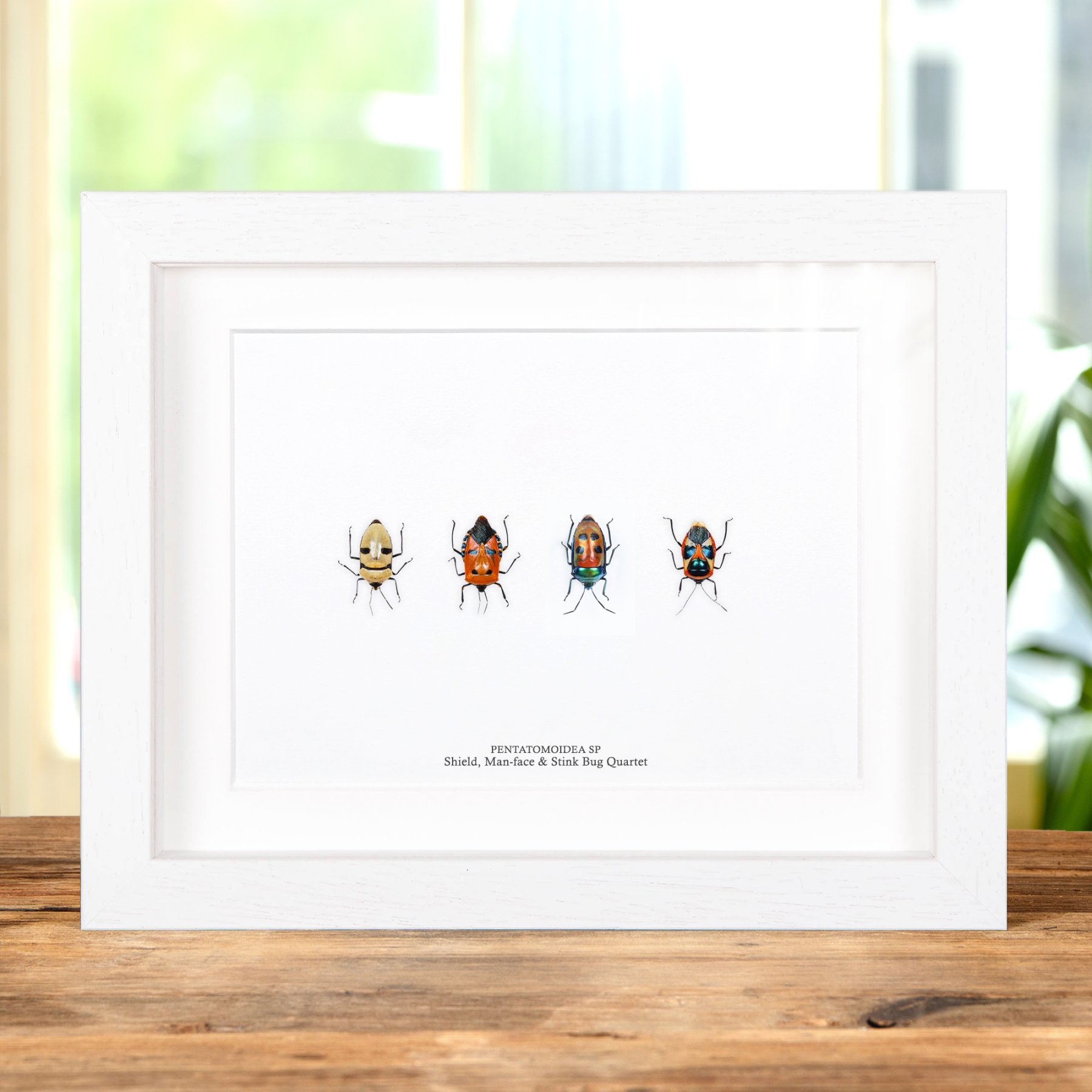 Shield, Man-face & Stink Bug Quartet In Box Frame (Pentatomoidea)
